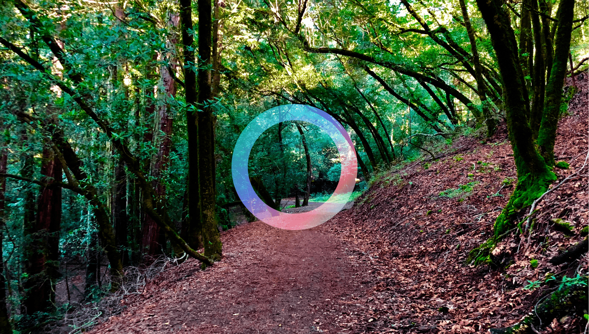 I Built a Free Replacement for Oura's Web Application